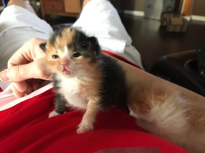 Baby Stompy