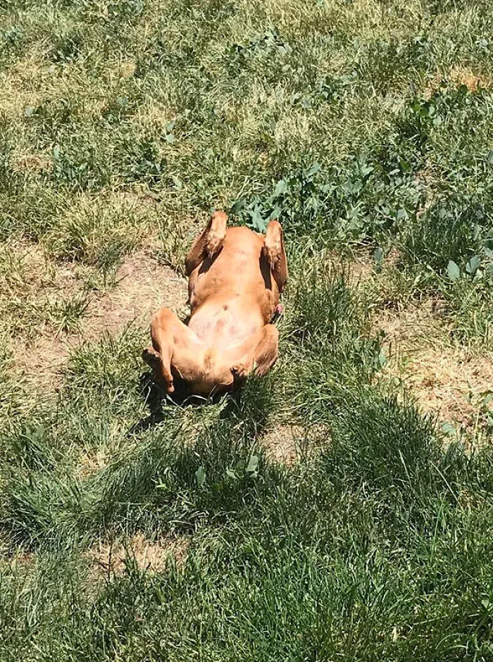 Hace calor y mi perro se ha convertido en pollo asado
