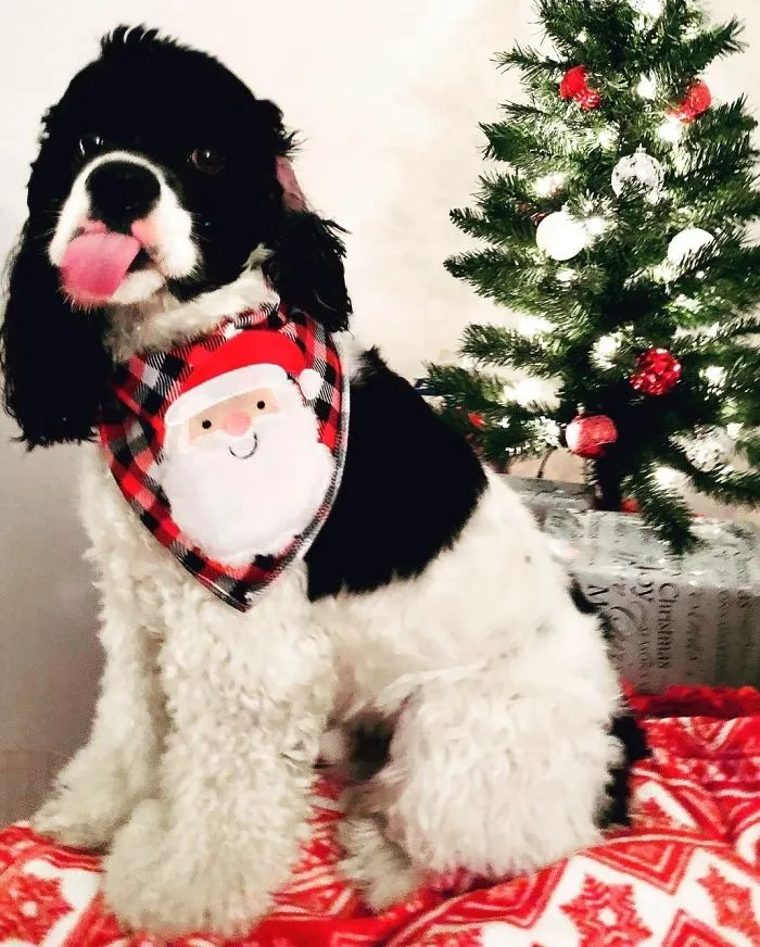 These Dogs In Ugly Sweaters Sleigh The Internet