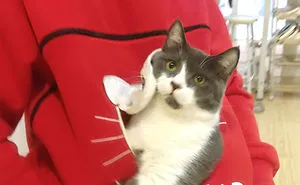 Hurray! After Seeing Bored Panda Video With Cat Pocket Hoodie I Finally Found It!