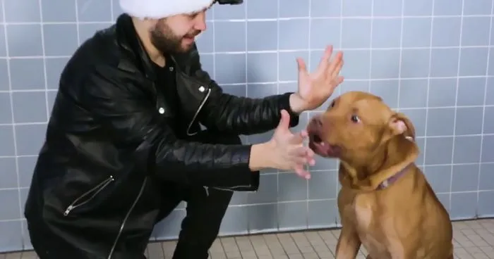 This Magician Made Treats Disappear And Shelter Dogs' Reactions Will Crack You Up