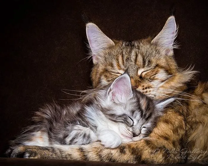 Mythical Beasts: Photographer Continues Capturing The Majestic Beauty Of Maine Coons