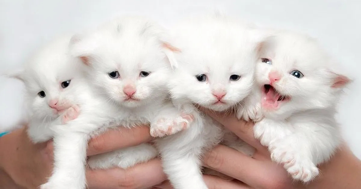 Bestias míticas: Este fotógrafo sigue captando la belleza majestuosa de los gatos Maine Coon