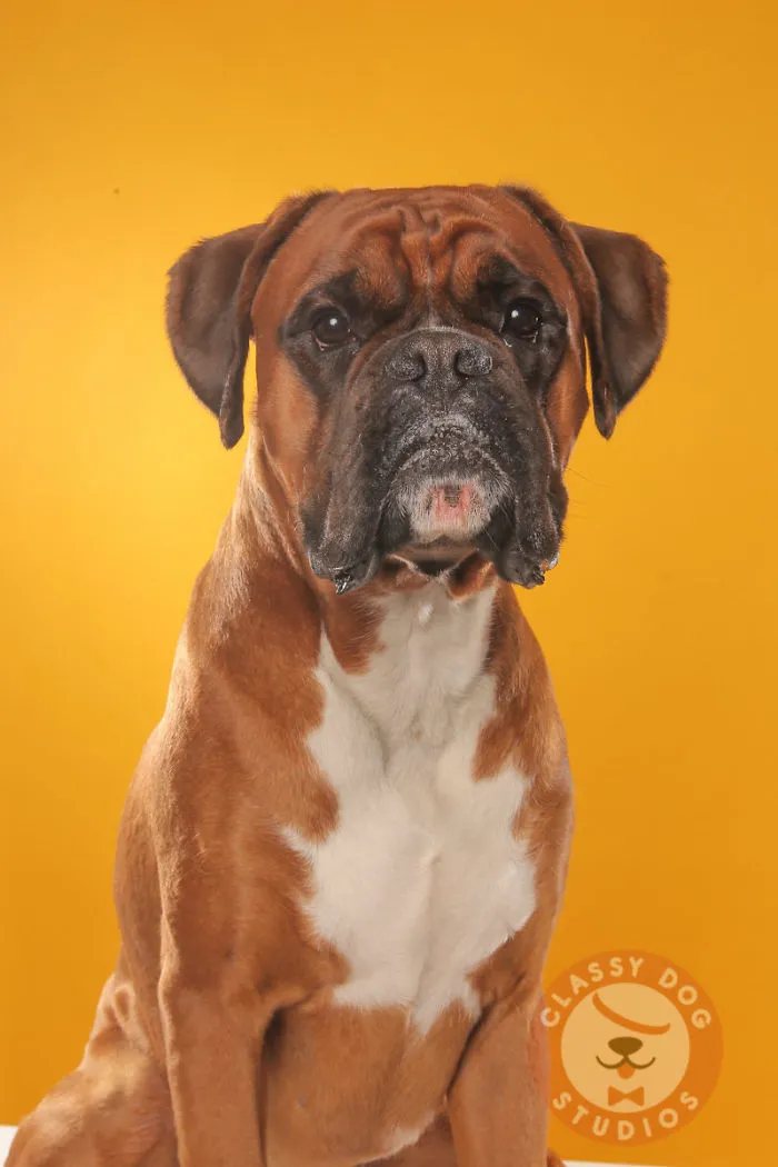 Blogging Via Boxer Dog