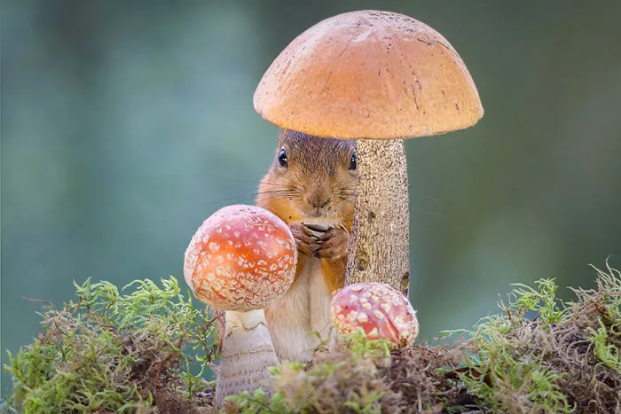 I Followed Squirrels Daily With My Camera For 6 Years And Here Are 50 Of My Best Photos