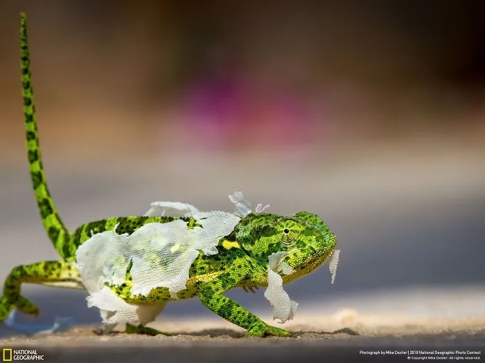 People's Choice: Mid Shed, Mike Dexter