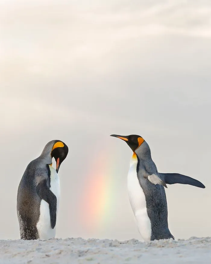 At The End Of The Rainbow, Joshua Galicki