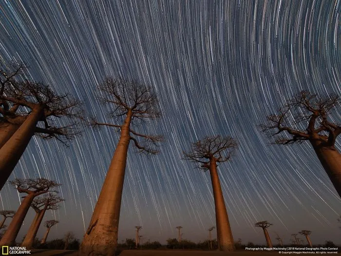 Premio del público: Baobabs de Van Gogh, Maggie Machinsky