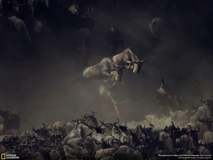 Primer premio, Fauna: Volando sobre el cruce, Pim Volkers