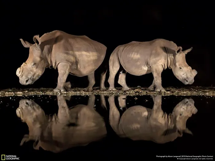 Tercer premio, Fauna: Nuevo aspecto, Alison Langevad