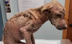 Dog Who Was So Weak Everyone Thought She’s Gonna Die Recovers In Less Than 2 Months