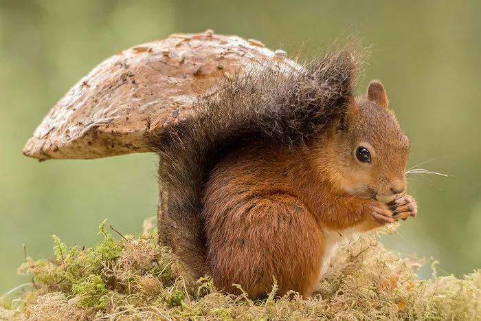 I Followed Squirrels Daily With My Camera For 6 Years And Here Are 50 Of My Best Photos