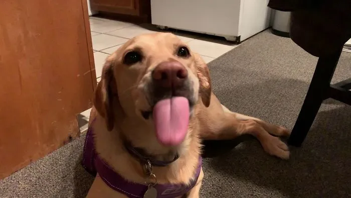 Dog Loves All Sorts Of Food, Except Vegetables