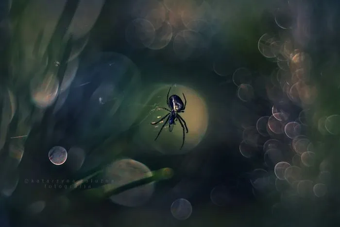 I Use A Bokeh Effect To Show How Fragile And Stunning Nature Is