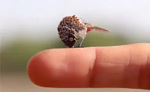 We Are Creating Miniature Paper Cut Birds Everyday For An Entire Year