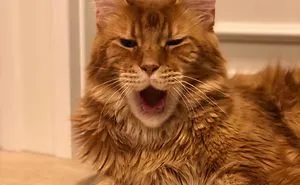 Meet Willy Coon , Giant Yawning Cat