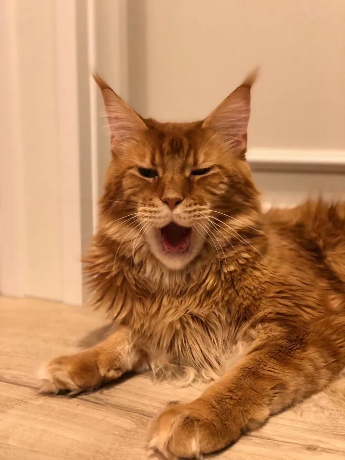 Meet Willy Coon , Giant Yawning Cat