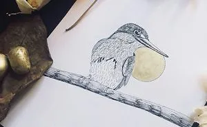 Lovely Colombian Bird Illustrations