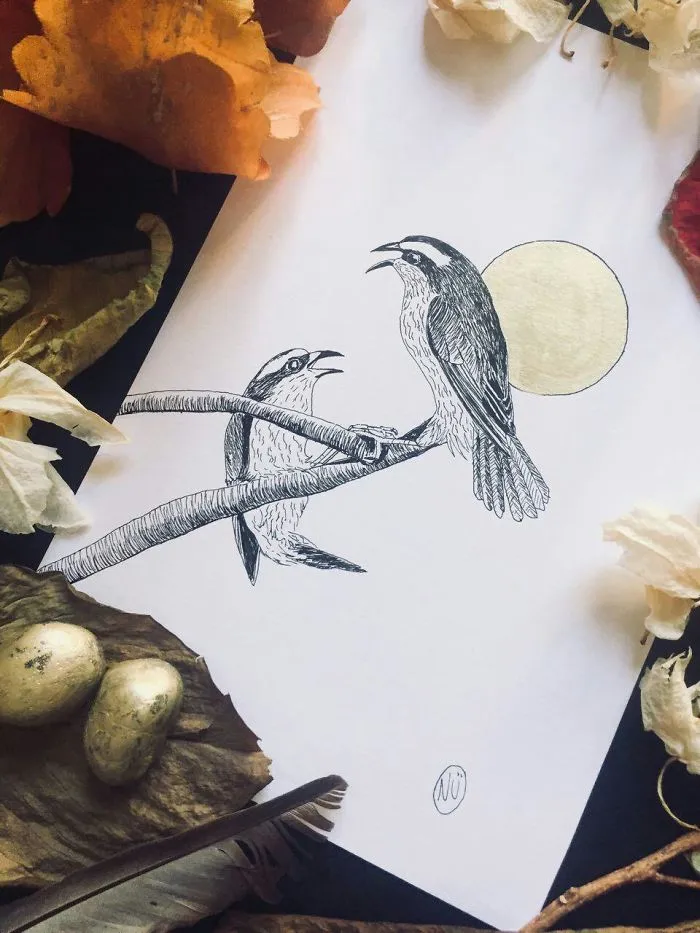 Lovely Colombian Bird Illustrations