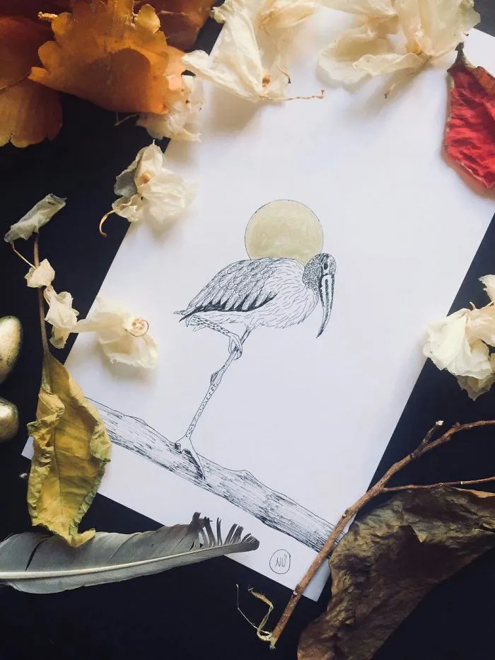 Lovely Colombian Bird Illustrations