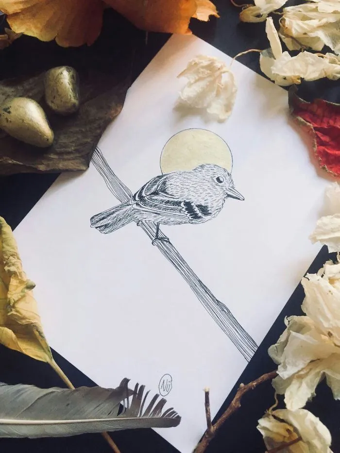 Lovely Colombian Bird Illustrations