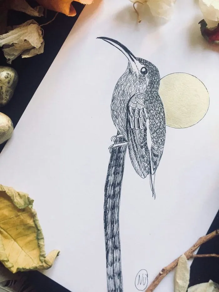 Lovely Colombian Bird Illustrations