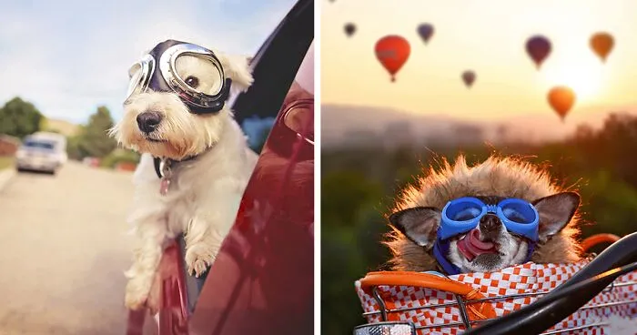 I Photograph Senior Dogs To Preserve Their Memories In Honor Of My Own Dogs That Passed Away (30 Pics)
