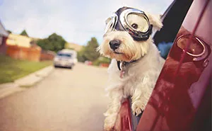I Photograph Senior Dogs To Preserve Their Memories In Honor Of My Own Dogs That Passed Away (30 Pics)