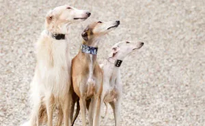 We Are The Sighthound Squad And We Explore Lithuania With Our Lovely Dogs
