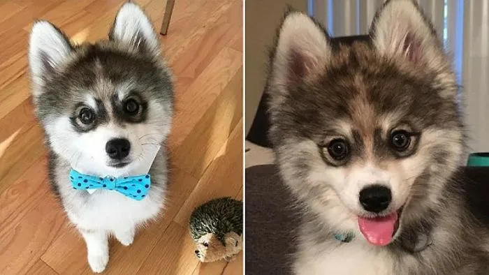 Meet Norman The Pomsky, A Husky Pomeranian Mix Who Is Melting Hearts Across The Internet