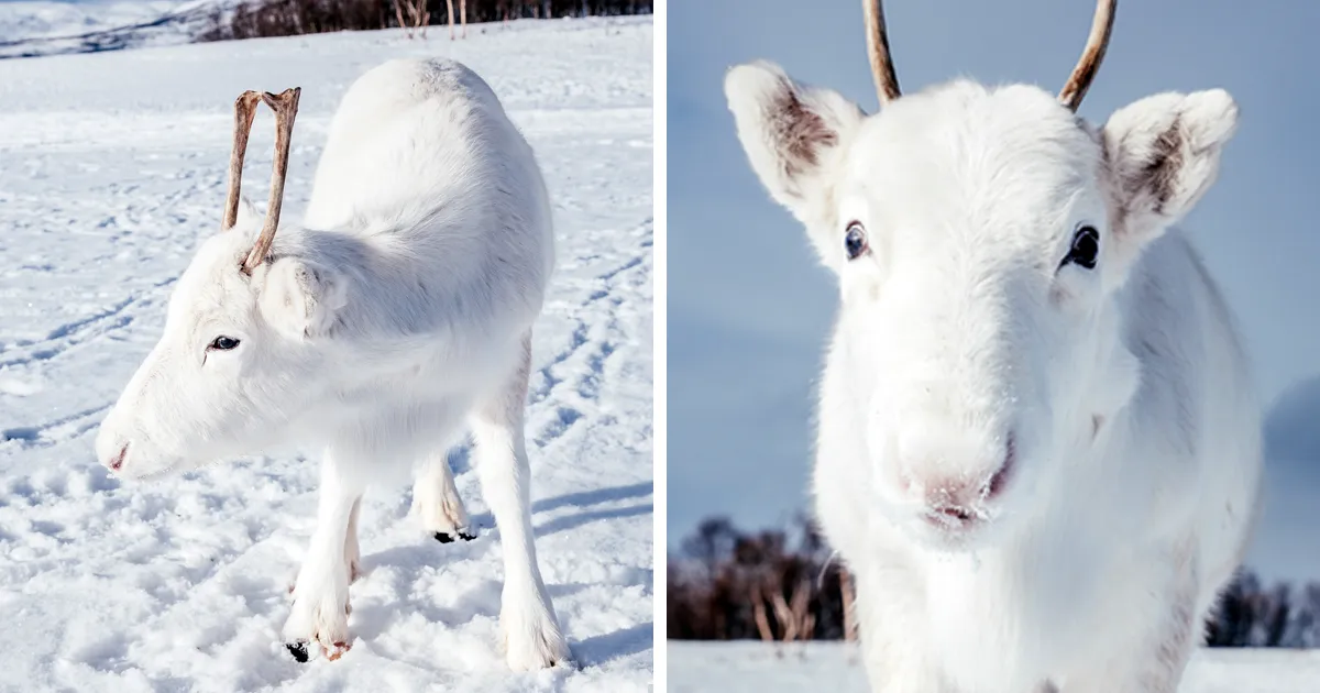 Este fotógrafo retrató a una rara cría de reno blanca durante su excursión por Noruega (6 imágenes)