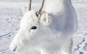 Photographer Captures Extremely Rare White Baby Reindeer While Hiking In Norway (6 Pics)