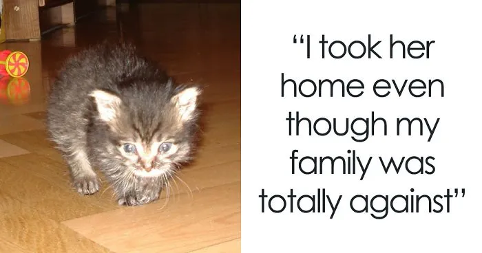 I Rescued A Newborn Kitten Trapped Under The Floor At My School And Now She Sees Every Human As A Blessing