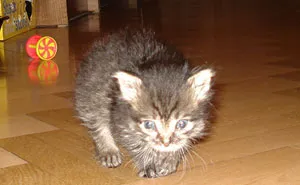 I Rescued A Newborn Kitten Trapped Under The Floor At My School And Now She Sees Every Human As A Blessing