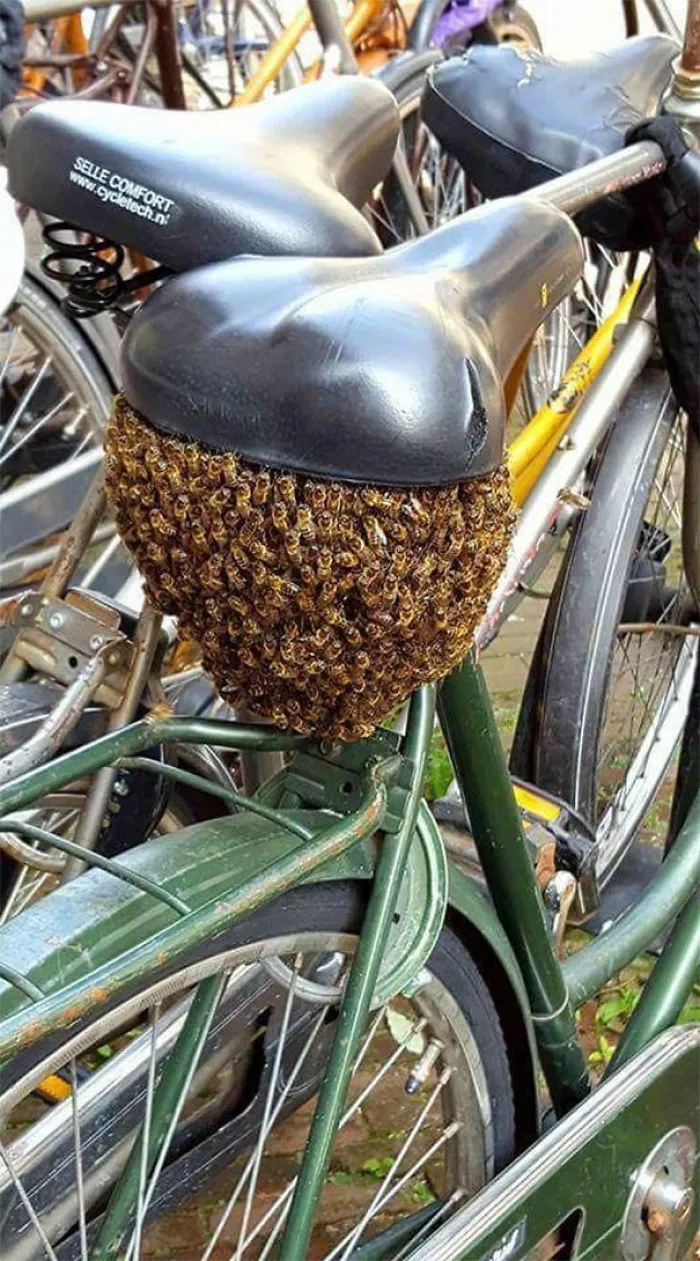 I Want To Ride My Bicycle