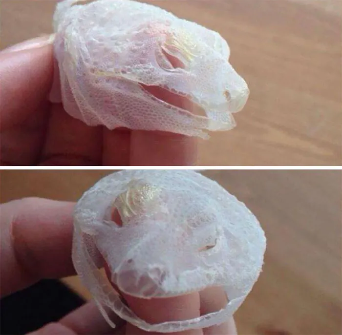 Lizard Shed His Entire Face In One Go