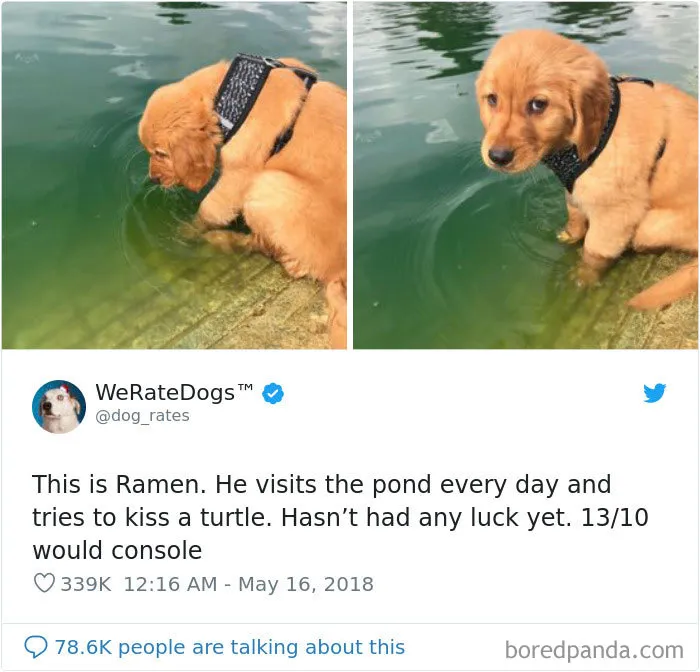 50 Times People Asked To Rate Their Dogs, And Got Hilarious Results