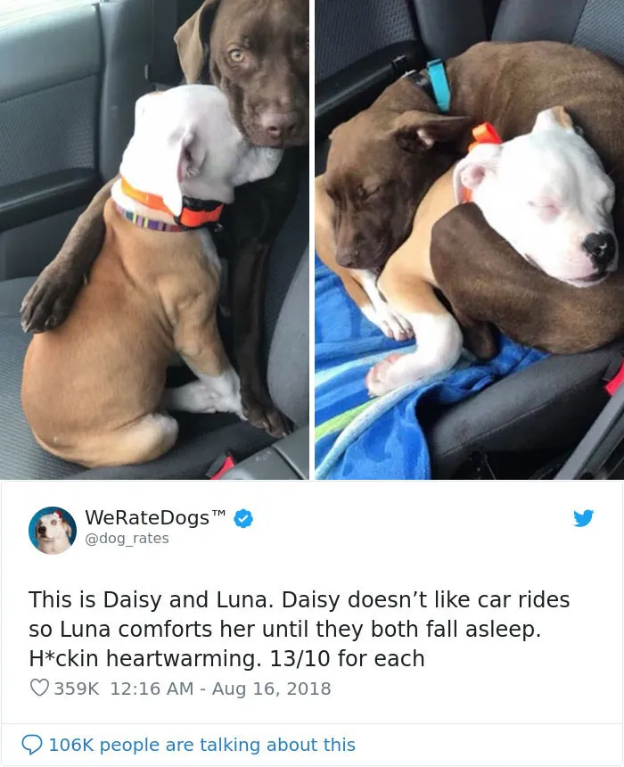 50 Times People Asked To Rate Their Dogs, And Got Hilarious Results