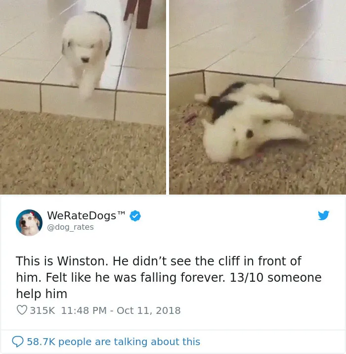 50 Times People Asked To Rate Their Dogs, And Got Hilarious Results