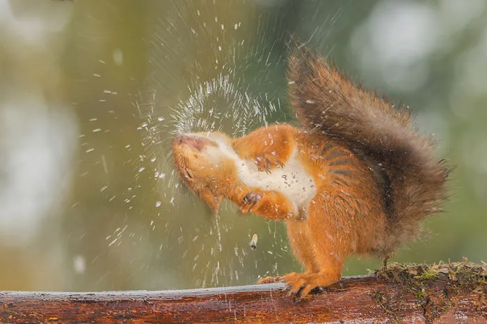 I Followed Squirrels Daily With My Camera For 6 Years And Here Are 50 Of My Best Photos