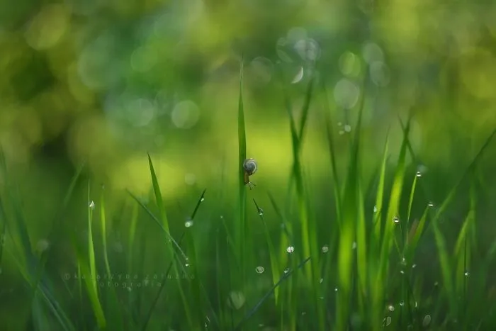 I Use A Bokeh Effect To Show How Fragile And Stunning Nature Is