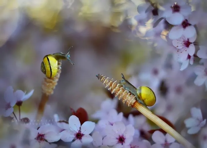 I Use A Bokeh Effect To Show How Fragile And Stunning Nature Is