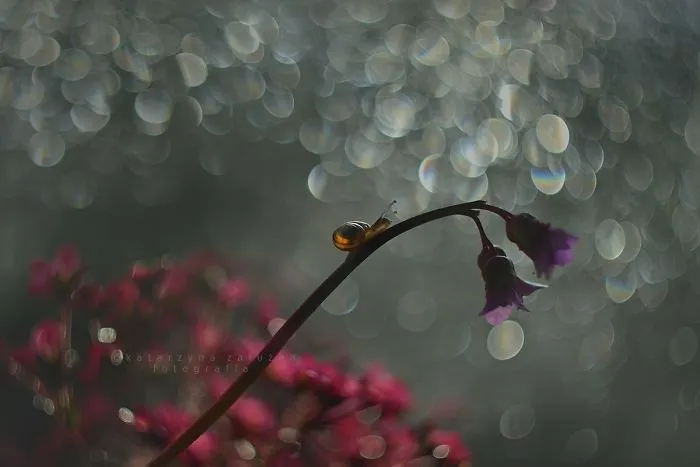 I Use A Bokeh Effect To Show How Fragile And Stunning Nature Is