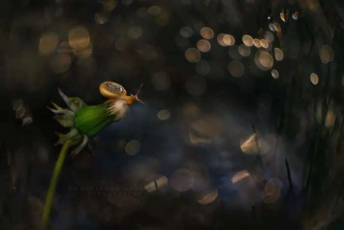 I Use A Bokeh Effect To Show How Fragile And Stunning Nature Is