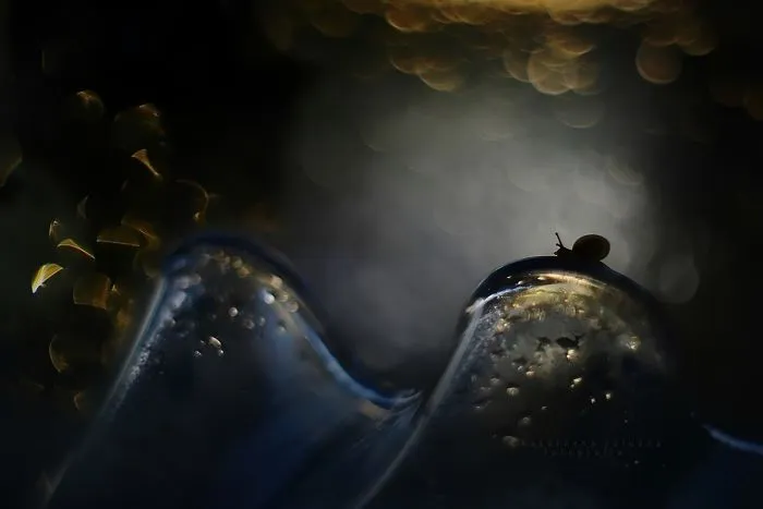 I Use A Bokeh Effect To Show How Fragile And Stunning Nature Is