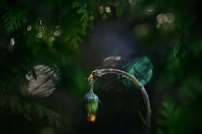 I Use A Bokeh Effect To Show How Fragile And Stunning Nature Is