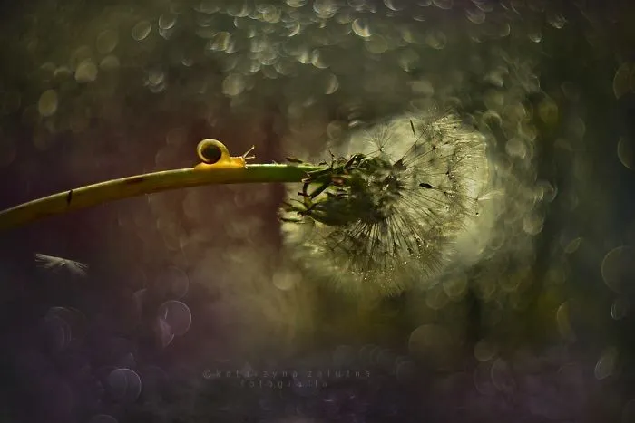 I Use A Bokeh Effect To Show How Fragile And Stunning Nature Is