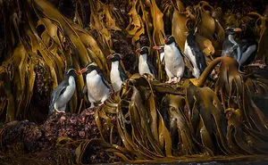 I Went To The Southern Ocean And Observed Penguins And Albatrosses.