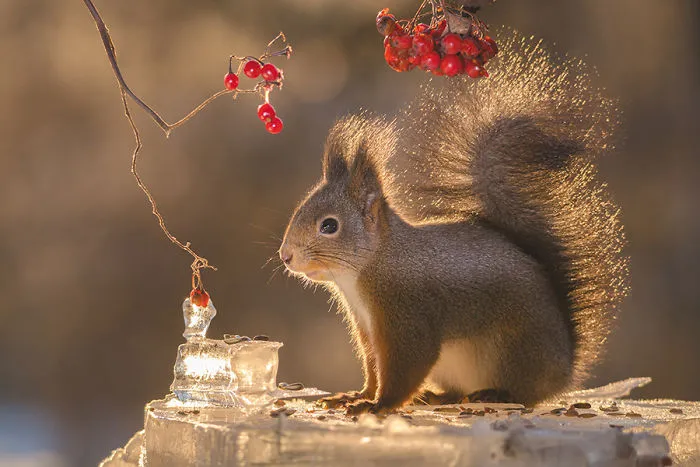 I Followed Squirrels Daily With My Camera For 6 Years And Here Are 50 Of My Best Photos