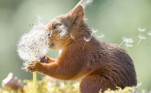 I Followed Squirrels Daily With My Camera For 6 Years And Here Are 50 Of My Best Photos